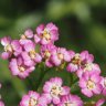 yarrow_flower